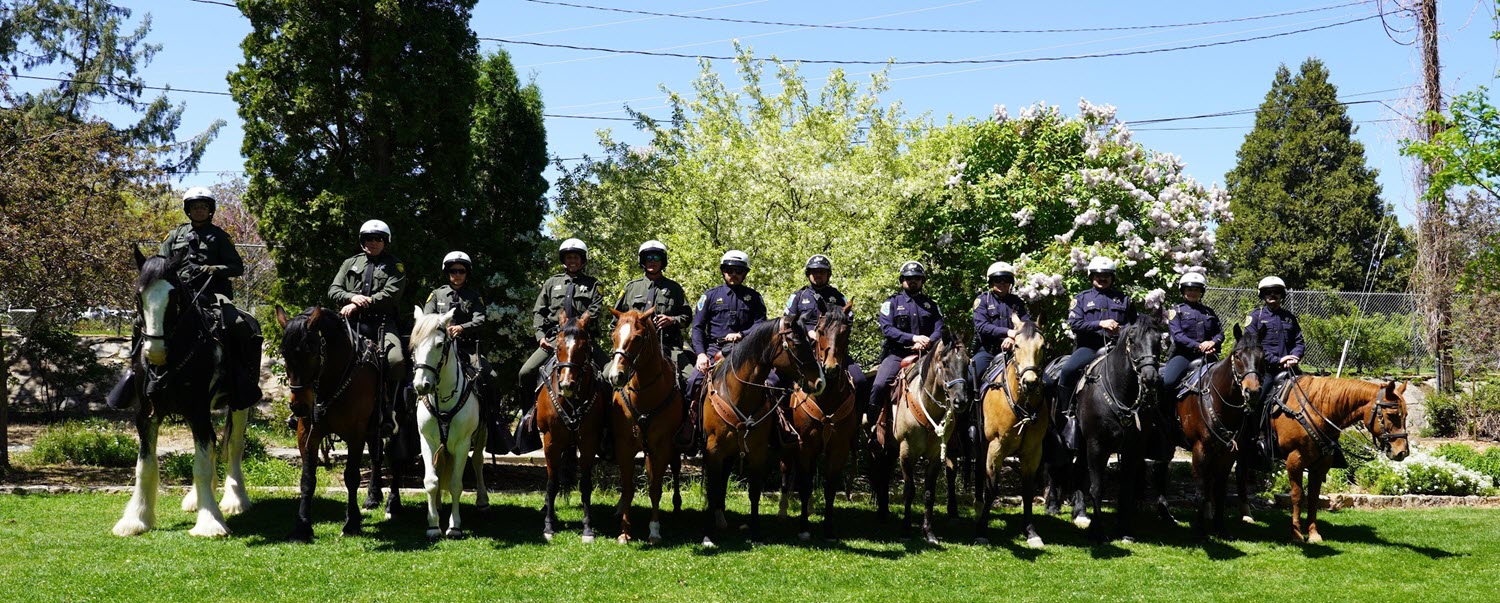 Horses and thier handlers'