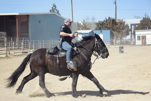 picture of horse in ring