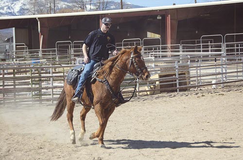 picture of horse in ring